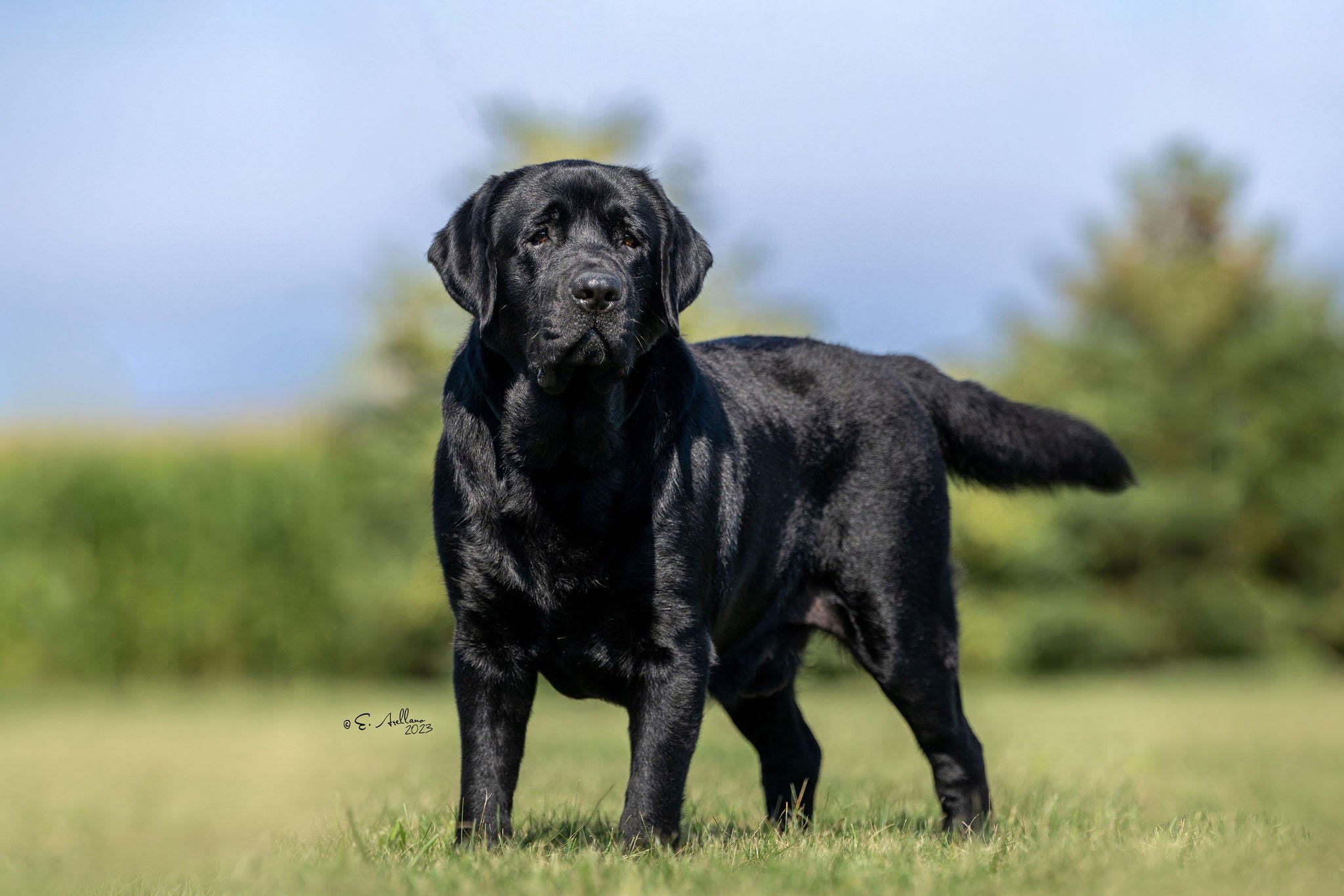 Maintaining Your English Labrador Smoky Mountain Labradors